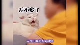 小猫咪怎么理解我们的亲吻的？