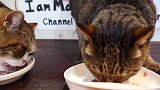两只好可爱的猫咪，如此乖巧的样子，你们家的猫咪是这样吗