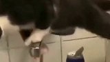 猫咪界的体操选手 你给这段表演打几分娱乐评论大赏
