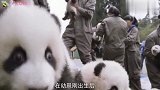 自从熊猫生了娃,每天脸上都是一副生无可恋,这真是太搞笑了吧!