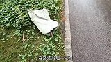 堂哥路边捡到一只被遗弃的流浪狗，决定带回家，能养活吗？