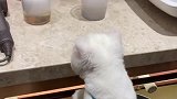 糯米洗澡记