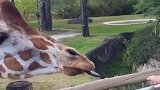 爆笑萌娃！喂长颈鹿的时候老妈想拍照，长颈鹿竟添了一下萌娃