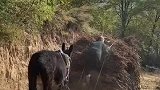黄土高坡养育着勤劳的人民，家传耕读世代不息