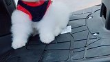 这个猛犬够不够猛！