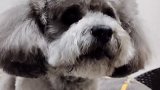 这狗真厉害