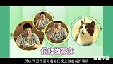 猫和狗谁更聪明？2分钟看懂猫为什么能凌驾人之上