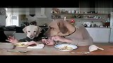 两个狗狗吃饭的爆笑表演