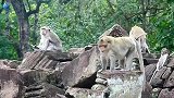 可怜猴子很害怕两只猴子去咬她