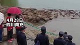 百牛渡江奇观上演，水牛浩浩荡荡渡过嘉陵江