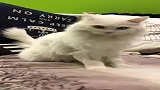 海信萌宠视频秀 (11)