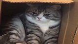 两只猫咪，竟为了一个纸盒子破裂，看完别笑！