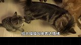 猫咪沟通指南  如何正确的跟自己的猫沟通