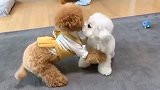 如果比熊犬和泰迪犬在一起, 那么生出来的就是泰迪熊, 太逗了