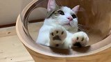 趣味萌宠：小花猫在小窝里玩耍