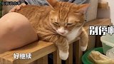 卑微主人伺候猫咪，却遭嫌弃，瞧这猫居然调教人了