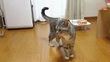 猫咪：你确定不给我饭吃吗？我这么可爱！