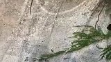 “浮光跃金，静影沉璧”，石子投入水中后，古诗词的浪漫具象化了