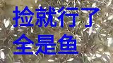 捡就行了，这地方全是鱼