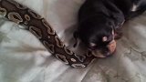 大蟒蛇：午睡中的小奶狗，被蟒蛇缠住也毫无知觉！