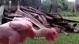 鸡：天这么热，把衣服脱了不就凉快了吗