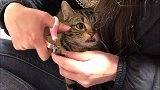 主人给猫咪剪指甲，猫咪躺在怀里一动不动：妈，你悠着点