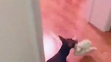 主人不给鹿犬铺床，鹿犬就赖在主人床上不走，这波操作我服了
