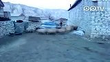 实拍绵羊发威将汽车团团围住