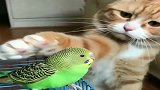 橘猫：小鹦鹉放宽心，我就是看着你心疼，想给你个摸头杀