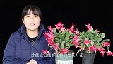 家里都有的“它”，给蟹爪兰保暖，开花特别多