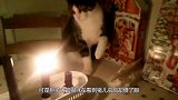 主人给猫带只猪儿虫回家，猫咪一旁看傻了，下一秒忍住别笑！