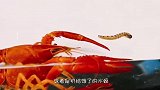 将小龙虾和水蛭放在一起，大战一触即发，结局真是太精彩了