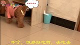 主人让小泰迪吃狗粮，泰迪不给我加火腿肠我就不吃，主人爱吃不吃