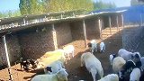 两头公羊刚被关到一个圈里就爆发争斗，几回合后一头当场身亡