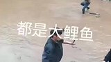 这小河里都是大鲤鱼啊