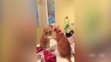 猫咪不停的打镜子中的自己，表现太傻了，还以为是同类