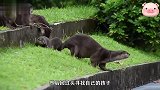 水獭妈妈带孩子去游泳，结果在台阶前停住，原来水獭宝宝害怕下去