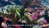 小伙潜水发现“神秘人脸”，靠近一看吓一跳，上岸后立即报警！