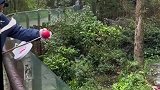 游客给熊猫苹果，结果看都不看一眼