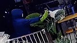 男子深夜到宠物店撸猫，不对，偷猫！