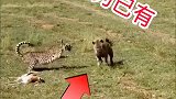 不愧大伙都管你叫打工豹