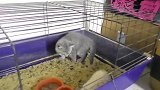 小猫咪和小刺猬宝宝相遇会发生什么呢！