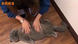 猫咪无法抗拒女主人的按摩手法，居然爽翻了