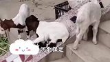 小羊羔无意间体验了一把滑滑梯后