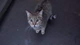 温柔撒娇的流浪狸花猫：我终于等到你了