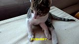 流浪猫三母子被收养第七天，母女组团偷鱼，鱼太大叼不动！
