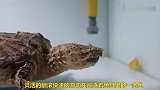 乌龟和鱼在水中较量，结果有些意外