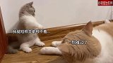 猫咪版你来比划我来猜，小猫：我腿短够不到，你到底有没有在听？