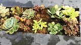 女子悉心栽培翠绿石莲花2年 近日才惊觉是胶制假货
