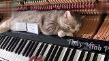 猫：你这个钢琴弹的太解痒了，没事儿多弹几遍